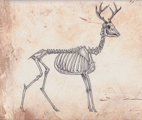 deer skeleton drawing Deer Skeleton, Animal Skull Decor, Snowboard Design, Skeleton Anatomy, Skeleton Drawings, Animal Skeletons, Skeleton Tattoos, Animal Anatomy, Silhouette Clip Art