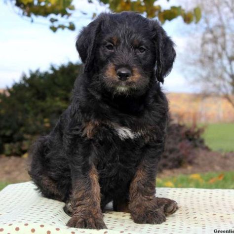 Rottie-Poo Puppies For Sale - Rottie-Poo Breed Info | Greenfield Puppies Dog Doodles, Dogs Rottweiler, Rottweiler Puppies For Sale, Dogs Poodle, Dog Trends, Greenfield Puppies, Dog Bite, Ugly Dogs, Rottweiler Mix