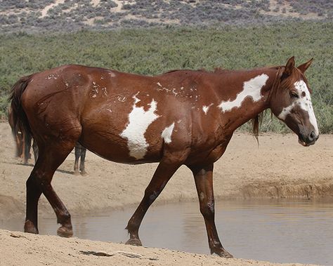 Horse Face Markings, Face Markings, Unusual Horse, Wild Horse Pictures, Wild Horses Photography, Horse Markings, Horse Coat Colors, American Paint Horse, Pinto Horse