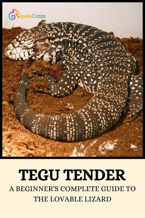 Navigate the exciting world of Tegu lizards with this comprehensive guide designed for beginners. Whether you're a first-time reptile owner or a seasoned enthusiast, discover essential information on Tegu care, habitat setup, dietary requirements, and interactive tips for building a strong bond with your scaly companion. From their unique behaviors to species variations, this guide provides a solid foundation for ensuring the well-being and happiness of your lovable Tegu lizard. Tegu Lizard, Leopard Gecko, Reptiles And Amphibians, Lizards, Amphibians, Well Being, Reptiles, Pet Care, South America