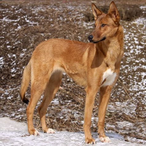 Mongrel Dogs, Cool Pictures Of Animals, Dog Oc, Dog Reference, Italian Dogs, Mutt Dog, Pretty Dog, Belgian Malinois Dog, Malinois Dog