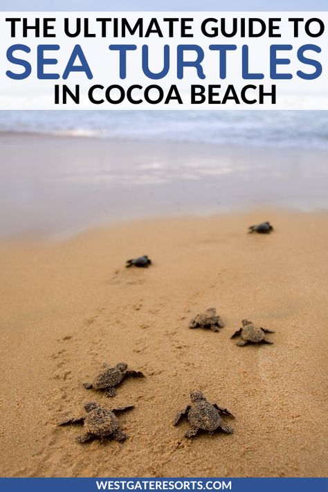 Coca Beach Florida, Things To Do In Cocoa Beach Florida, Cocoa Beach Florida Things To Do, Turtle Beach Florida, Sea Turtle Hatching, Florida Wildlife, Coco Beach, Cocoa Beach Florida, Florida Travel Guide