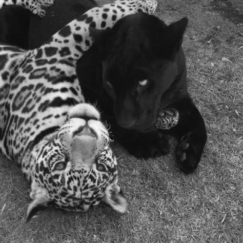 Black And White Animals, Images Hello Kitty, White Animals, Black And White Photo Wall, Cute Wild Animals, Leopards, Animal Wallpaper, White Photo, White Aesthetic