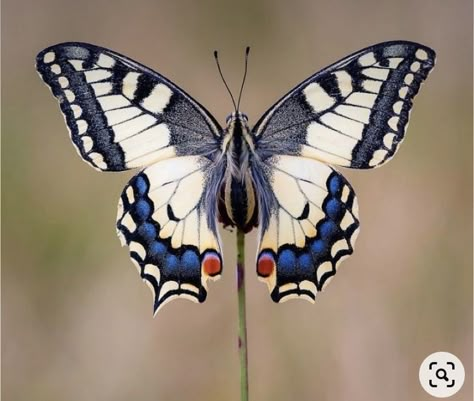 Rare Butterfly Species, Papillon Photo, Butterflies Photos, Butterfly Reference, Moth Photo, Different Butterflies, Photo Papillon, Watercolor Tattoo Ideas, Most Beautiful Butterfly