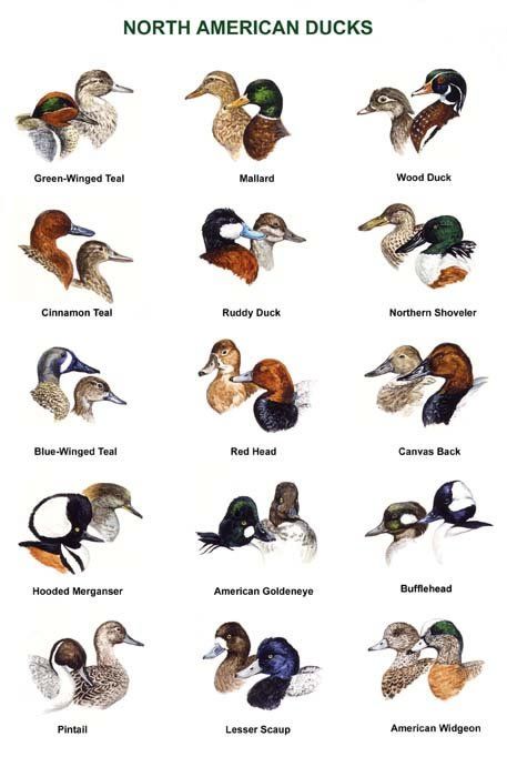 Types Of Ducks, Duck Species, Decoy Carving, Goose Hunting, Duck Boat, Bird Identification, Waterfowl Hunting, Animal Tracks, Duck Decoys