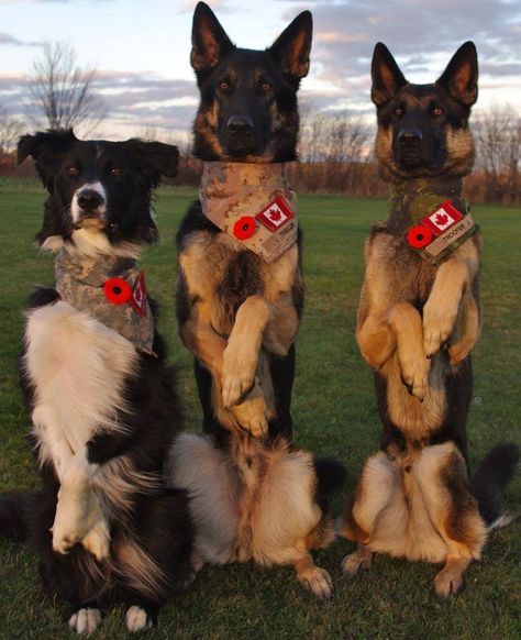 These are War Dogs, Tracer, Trooper & Trigger ... Handler Sgt J White, CD Canadian Dog, Dog Hero, Standing At Attention, Military Working Dogs, Canadian Military, Military Dogs, Police Dogs, Service Animal, German Shepherds