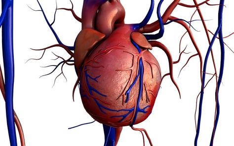 Blood Vessels That Carry Blood Away From the Heart | LIVESTRONG.COM Tricuspid Valve, Hemoglobin Levels, Angina Pectoris, Eye Sight Improvement, Types Of Chocolate, Heart Conditions, Baboon, Genetically Modified, Cardiovascular Disease