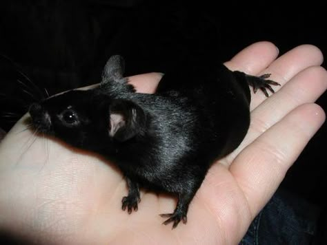 Fancy Mice, Rattus Rattus, Fancy Mouse, Dumbo Rat, Black Rat, Baby Rats, Rats And Mice, Fancy Rat, Pet Rat