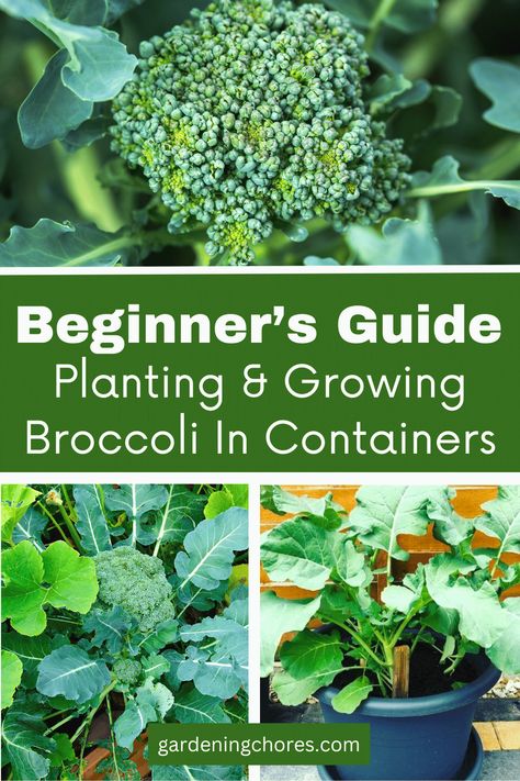 Grow Broccoli In Containers, Propagate Broccoli, Growing Broccoli In Containers, Planting Broccoli, Grow Broccoli, Broccoli Leaves, Victory Gardens, Broccoli Plant, Growing Broccoli