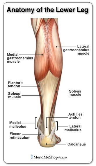 Anatomy of the Lower Leg - from the calf muscle down to the heel. #leganatomy Achilles Tendon Ruptures, Soleus Muscle, Leg Anatomy, Human Muscle Anatomy, Human Body Anatomy, Muscle Anatomy, Human Anatomy And Physiology, Medical Anatomy, Body Anatomy