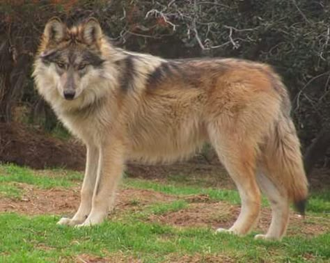 Mexican Wolf, Wolf Poses, Wolf Den, Maned Wolf, Wolf Stuff, Wolf Photos, Falls Church, Red Wolf, Wolf Pictures