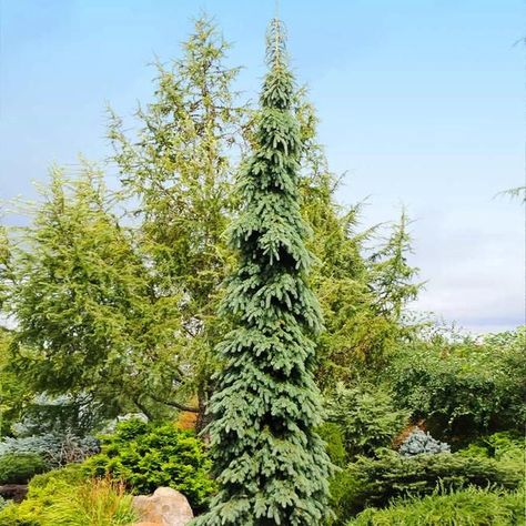 14 Beautiful Weeping Tree Types To Use in Landscaping 3 White Spruce Tree, Weeping Alaskan Cedar, Outdoor Plants Landscaping, Weeping White Spruce, Evergreen Trees For Privacy, Weeping Norway Spruce, Border Landscaping, Norway Spruce Tree, Tree Types