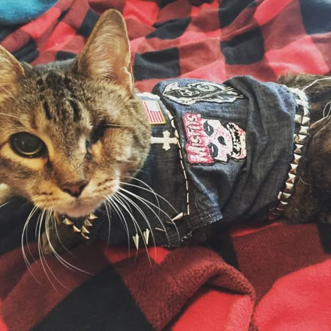 My friend makes punk vests for her one eyed cat... - Imgur Cats With One Eye, Metalhead Cat, Cat With One Eye, Punk Cat, Punk Cats, Battle Jackets, One Eyed Cat, Punk Culture, Metal Cat