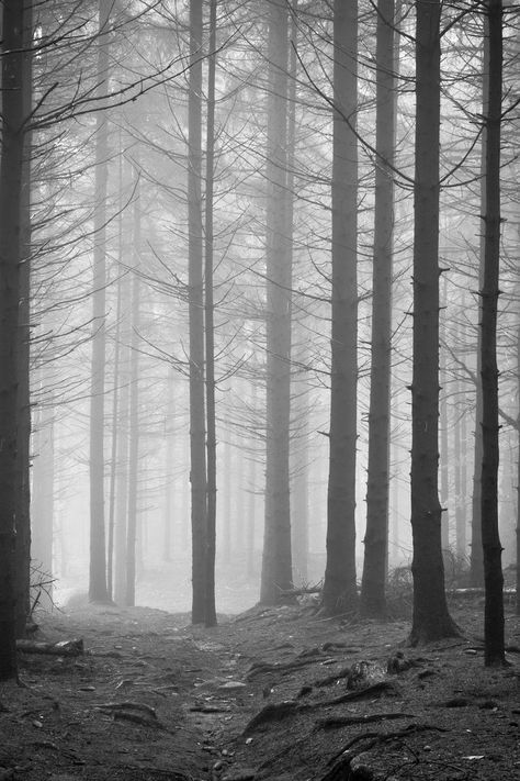 Foggy Forest, Taylor Swift Posters, Whatsapp Wallpaper, Gray Aesthetic, Taylor Swift Wallpaper, Taylor Swift Album, Taylor Swift Lyrics, Taylor Swift Quotes, Taylor Swift Pictures