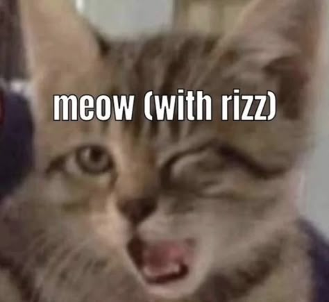 Sorry It Will Happen Again Cat, I Saw What You Deleted Cat, Silly Cat Images, Silly Images Cat, Cat Rizz, Cat Reaction, Cat Silly, Silly Kitties, Funny Looking Cats