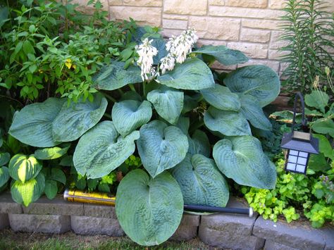 Hosta Elegans, Gladioli, Garden Privacy, Bulbs Indoor, Plant Delivery, Pergola Patio, House Plants Indoor, Shade Plants