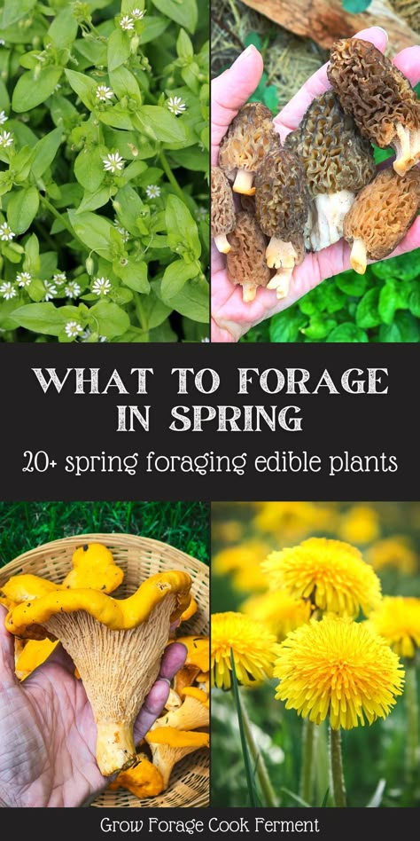 Colorado Foraging, Foraging For Beginners, Foraging Plants, Edible Herbs, Forest Foraging, Spring Foraging, Learning Herbs, Medical Plants, Medicinal Wild Plants