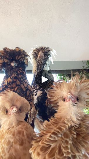 418K views · 9.1K reactions | Part:237  |Dancing Chickens#satisfying #fyp #viral#fyp #amazing #funny #memes #funnyreels #funnyanimals #cute #trendingreels #foryourpage | Dancing Chickens | Technotronic · Pump Up The Jam (Edit) Dancing Chicken, Funny Horse Pictures, Country Music Songs, Disney Trip Planning, Braided Hairstyles For Teens, Funny Horse, Mens Braids Hairstyles, Black Kids Hairstyles, Funny Posters