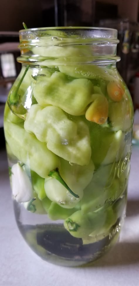 Pickled Peppers Recipe Easy, Homemade Pepperchini Recipes, Diy Pepperchini, Pepperoncini Peppers Recipe, Pepporincini Recipe, Pepperoncini Recipes Canning, How To Make Peppercinis, Homemade Peperoncini, Peperoncini Pickled