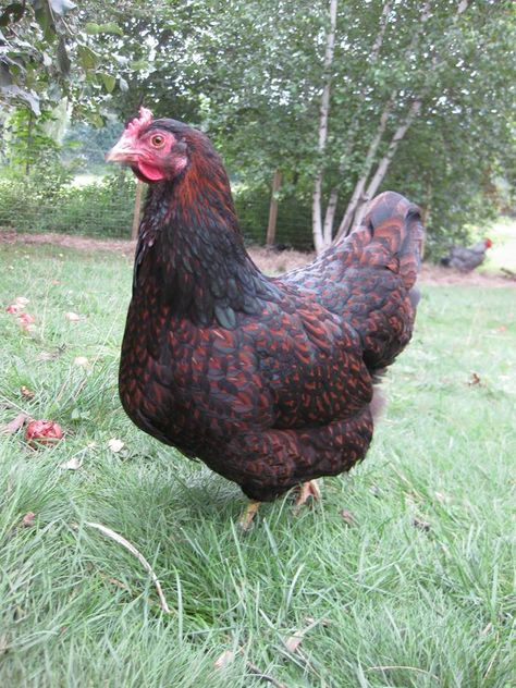 Barnevelder Chicken: Everything You Need to Know About the Breed Barnvelder Chickens, Backyard Chicken Run, Barnevelder Chicken, Pretty Chickens, Chicken Backyard, Training Chickens, Chicken Animal, Urban Chicken Farming, Chicken Incubator