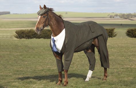 Well played, Morestead. | Someone In England Dressed A Racehorse In A Three-Piece Suit - BuzzFeed News Costumes For Horses, Pegasus Art, Horse Humor, Dog Terrier, Majestic Horses, Horse Costumes, Horse Dressage, Unicorn Horse, Clothes Pattern