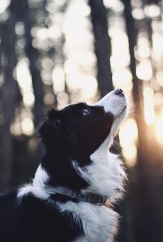 Border Collie Pictures, White Border Collie, Black Labrador Retriever, Black And White Dog, Cute Dog Pictures, Herding Dogs, Border Collie Dog, Pretty Dogs, Smart Dog