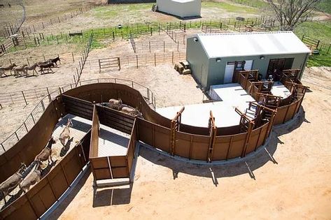 Cattle Corrals Design, Cattle Barn Designs, Cattle Facility, Cattle Pens, Cattle Corrals, Livestock Barn, Pen Designs, Barn Hacks, Cattle Barn