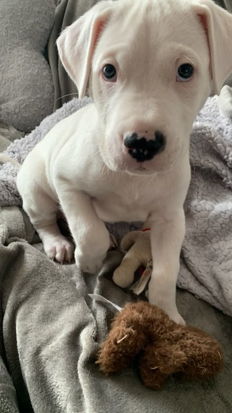 Puppy Pitbulls, Dogo Argentino Puppy, White Pitbull Puppies, White Pitbull, Pitbull Puppy, Cute Little Puppies, Cute Funny Dogs, Fluffy Animals, Dogs Puppy