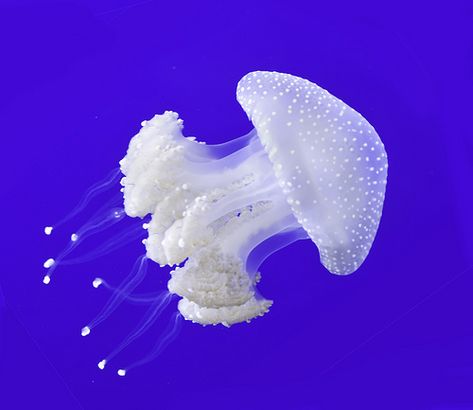 jelly White Spotted Jellyfish, Medusa Animal, Spotted Jellyfish, Jellyfish Species, Beautiful Jellyfish, White Jellyfish, Sea Jellies, Cnidaria, Pretty Fish