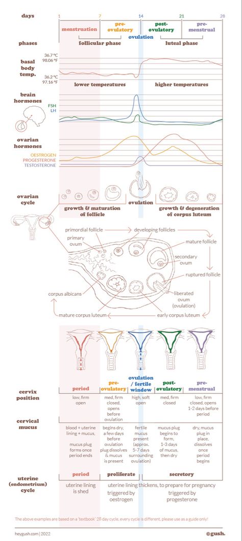 Period Cycle Hormones, 25 Day Menstrual Cycle, Cycle Syncing Hormone Chart, Menstrual Cycle Phases Hormones, Menstrual Phase Symptoms, Menstrual Cycle Phases Discharge, Hormone Cycle Chart, Menstrual Phases Chart, Menstrual Cycle Journal