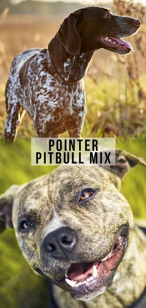 Pointer Pitbull Mix - Is This Lively Cross The Right Choice For You? Pitbull Mix Puppies, Rottweiler Mix, Designer Dogs, German Shorthair, Group Of Dogs, Pit Bull Terrier Mix, Vacation House, Mixed Breed Dogs, American Bulldog