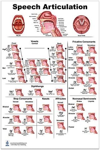 Mouth Anatomy, Vowels And Consonants, Speech Therapy Tools, Learn Singing, Anatomy Poster, Speech Articulation, Medical Student Motivation, Slp Activities, Speech Delay