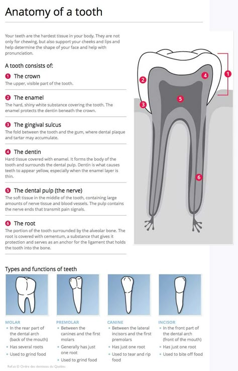 Dental Assistant Study Guide, Dental Charting, Dental Assistant School, Dental Hygienist School, Dental Assistant Study, Dentist Assistant, Registered Dental Hygienist, Dental Hygiene Student, Dental World