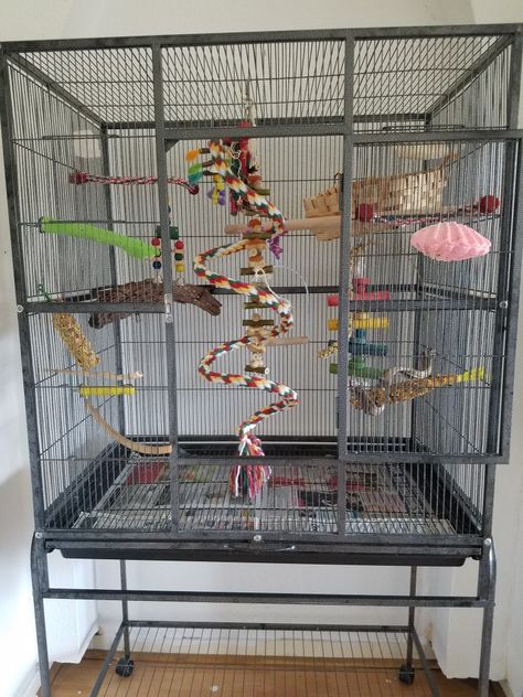 Pablo's 3H × 3L × 3W cage decorated witb plenty of perches and toys. Parrot Cage Setup Ideas, Budgies Cage Ideas, Lovebird Cage Setup, Conure Bird Cage Ideas, Budgie Cage Setup Ideas, Cockatiel Bird Cage Setup, Cockatiel Cage Ideas, Parakeet Cage Setup, Bird Cage Setup Ideas