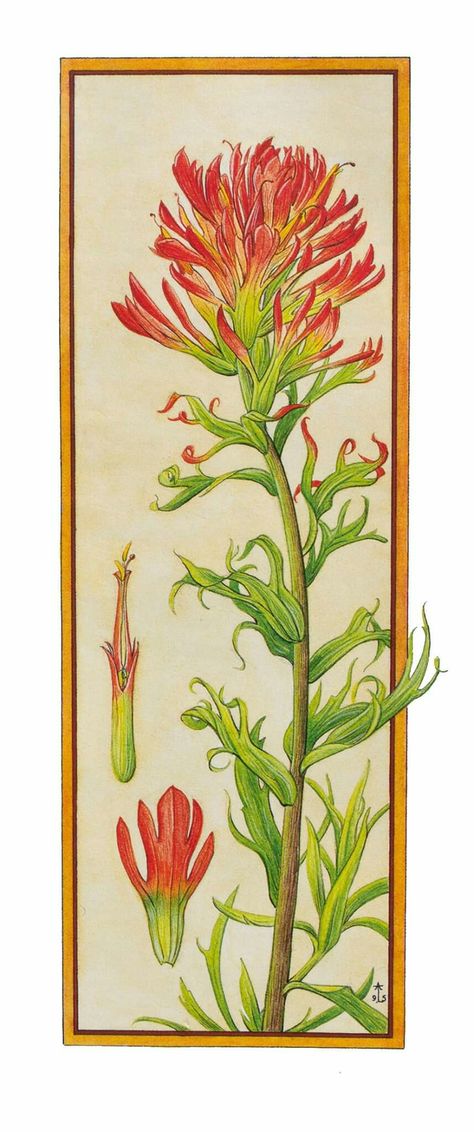 Indian Paintbrush Flowers, Flower Anatomy, Linocut Ideas, Wildflower Tattoo, Indian Paintbrush, Red Indian, Live Oak, Scientific Illustration, Needle Arts