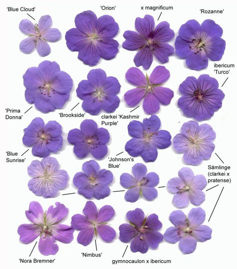 Hardy Geranium Size Comparison Chart- Blues/Violets Purple Geraniums, Geranium Biokovo, Ornamental Horticulture, Flower Garden Images, Blue Geranium, Geranium Sanguineum, Cranesbill Geranium, Hardy Geranium, Small Garden Landscape