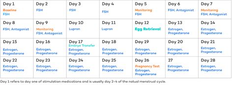 The IVF Process - Everything You Need to Know - CNY Fertility Frozen Embryo Transfer Timeline, In Vitro Fertilization Process, Ivf Timeline, Ivf Egg Retrieval, Embryo Development, Fertilization Process, Egg Retrieval, Frozen Embryo Transfer, Fertility Doctor