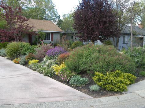 California Landscape Ideas, No Lawn Front Yard, No Grass Yard, No Mow Lawn, California Landscaping, Front Yard Makeover, Bush House, Backyard Plans, Garden Front Yard