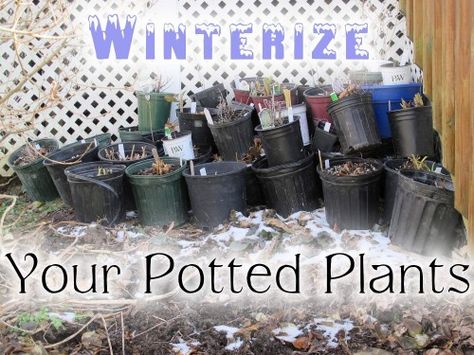 Cold Climate Gardening, Trees For Front Yard, Winter Vegetables Gardening, Vegetable Garden Planning, Backyard Vegetable Gardens, Winter Vegetables, Winter Plants, Garden Maintenance, Gardening Advice