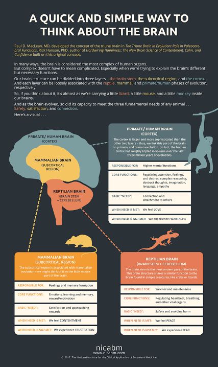 Triune Brain, Nervus Vagus, Brain Structure, Brain Facts, Brain Anatomy, Brain Science, How To Create Infographics, Medical Knowledge, Human Brain