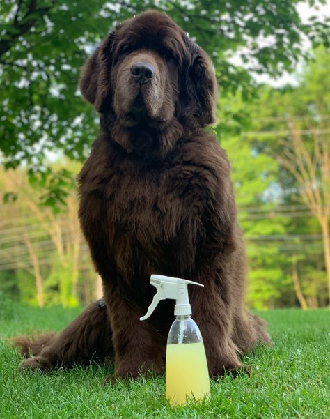 Homemade Lemon Mosquito Repellent For Dogs Dog Bug Spray, Homemade Mosquito Spray, Mosquito Repellent For Dogs, Homemade Mosquito Repellent, Mosquito Repellent Essential Oils, Insect Repellent Homemade, Repellent Diy, Diy Bug Repellent, Mosquito Repellent Homemade