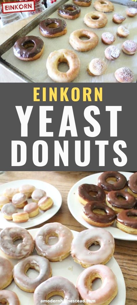 Learn how to make this homemade recipe for einkorn yeast donuts. This is an easy recipe for fried donuts using the rings and holes dipped in chocolate glaze or powdered sugar icing. #Recipes #FromScratchRecipes #Einkorn Einkorn Bread, Donut Calories, Powdered Sugar Icing, Einkorn Recipes, Yeast Donuts, Icing Recipes, Fried Donuts, Einkorn Flour, Wheat Recipes