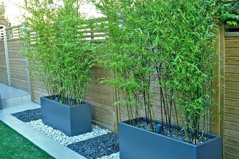 DIY Outdoor Screens and Backyard Privacy Ideas • The Garden Glove Garden Privacy Ideas, Backyard Privacy Ideas, Easy Garden Ideas Landscaping, Privacy Ideas, Garden Privacy Screen, Outdoor Screens, Garden Privacy, Backyard Privacy, Small Backyard Gardens