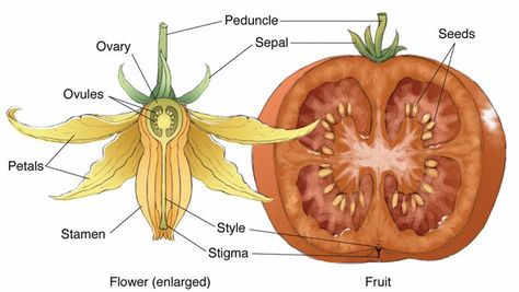 Tomato --flower to fruit Tomato Flower, Biology Plants, Flower Structure, Plant Study, Flower Fruit, Agriculture Education, Biology Lessons, Teaching Biology, Biology Notes