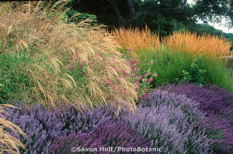 Miscanthus sinensis grass, Lavender, Lavatera and Calamagrostis acutiflora 'Karl Foerster' in drought tolerant garden border - Cover of Plants and Landscapes for Summer-Dry Climates Ornamental Grass Landscape, Mallow Plant, High Country Gardens, Drought Tolerant Garden, Denver Botanic Gardens, Perennial Grasses, Meadow Garden, California Garden, Dry Garden