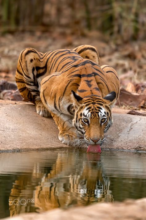 Thirsty Cat Tiger In The Wild, Tiger Reference Photography, Tiger Pictures Photography, Bengal Tiger Photography, Bengal Tiger Tattoo, Tattoos Animals, Tiger Photography, Big Cats Photography, Panthera Tigris