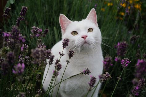 Cat Garden Outdoor, #Cat, #Outdoor, #Garden Cute Cat Images, 2k Wallpaper, Pc Wallpapers, Cat Images, Catty Noir, Cat Reference, Lots Of Cats, Cat Pose, Cute Cat Wallpaper