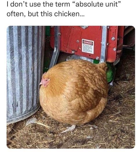 Chicken Memes, Silly Animals, Funny Animal Memes, Funny Animal, Cute Little Animals, Animal Memes, Cute Funny Animals, Animal Gifs, Funny Posts