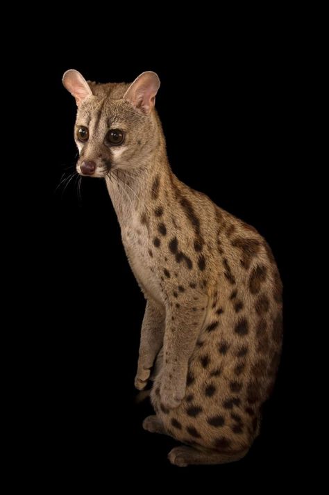 Spotted Genet, Small Wild Cats, Joel Sartore, Trees Photo, Animal Wildlife, Sugar Glider, Dark Places, Red Panda, Warrior Cats