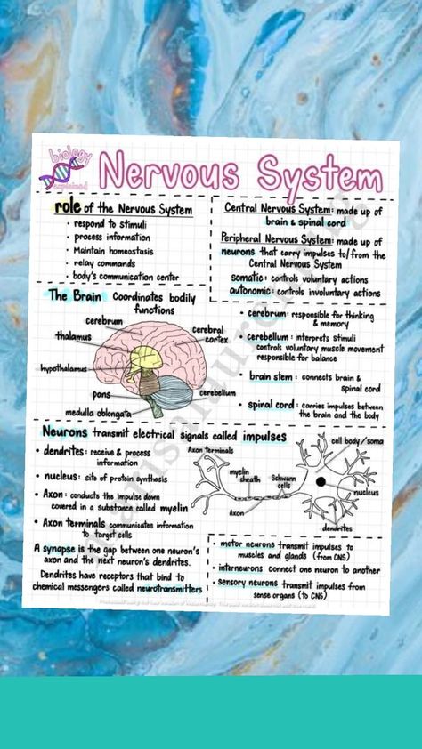 biology notes on Nervous system Biology Notes Ideas, Nervous System Projects, Nervous System Anatomy, Anatomy Notes, Biology Projects, Human Biology, Basic Anatomy, Peripheral Nervous System, Communication Center